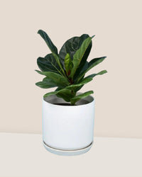 Ficus Lyrata - white cylinder pot - Potted plant - Tumbleweed Plants - Online Plant Delivery Singapore