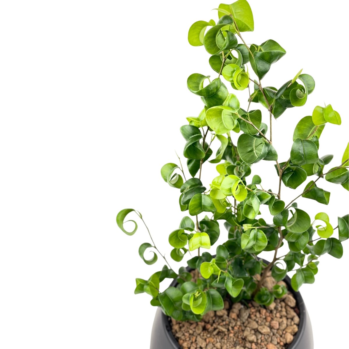 Ficus Pandora Benjamina in Charcoal Pot - Potted plant - Tumbleweed Plants - Online Plant Delivery Singapore