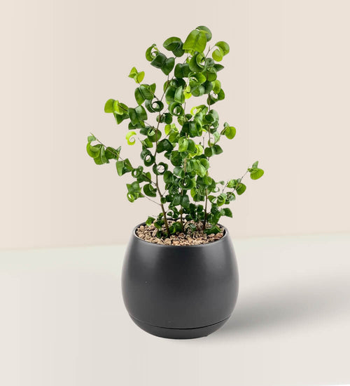 Ficus Pandora Benjamina in Charcoal Pot - Potted plant - Tumbleweed Plants - Online Plant Delivery Singapore