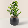 Ficus Pandora Benjamina in Charcoal Pot