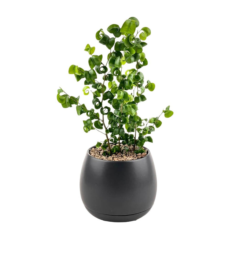 Ficus Pandora Benjamina in Charcoal Pot - Potted plant - Tumbleweed Plants - Online Plant Delivery Singapore