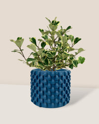 Ficus Triangularis Variegated - carter planters - small - Potted plant - Tumbleweed Plants - Online Plant Delivery Singapore