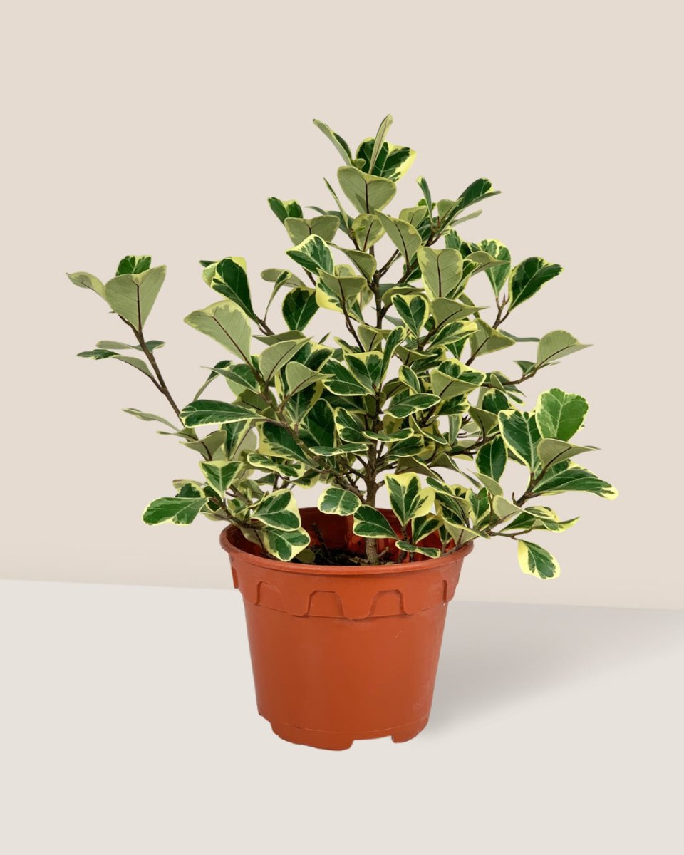 Ficus Triangularis Variegated - grow pot 12cm - Potted plant - Tumbleweed Plants - Online Plant Delivery Singapore