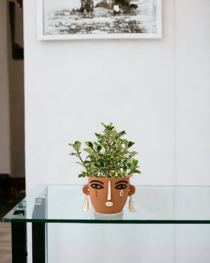 Ficus Triangularis Variegated - polly planter - brown short - Potted plant - Tumbleweed Plants - Online Plant Delivery Singapore
