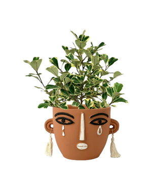 Ficus Triangularis Variegated - polly planter - brown short - Potted plant - Tumbleweed Plants - Online Plant Delivery Singapore