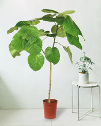 Ficus Umbellata Tree - 120cm - grow pot - Just plant - Tumbleweed Plants - Online Plant Delivery Singapore
