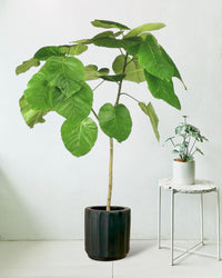 Ficus Umbellata Tree - 120cm - roman planter - forest green - Just plant - Tumbleweed Plants - Online Plant Delivery Singapore