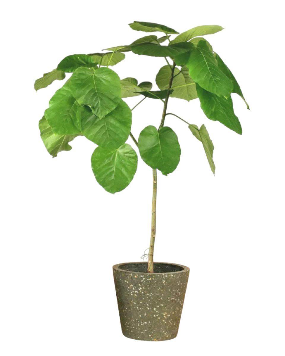 Ficus Umbellata Tree - 120cm - terrazzo pot - olive green - Just plant - Tumbleweed Plants - Online Plant Delivery Singapore
