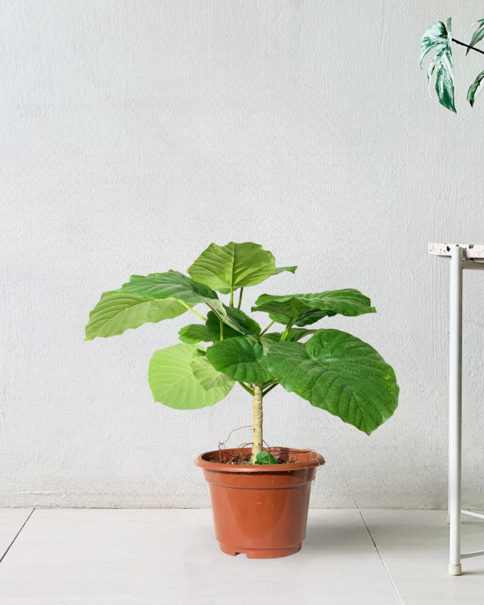 Ficus Umbellata Tree - 40cm - grow pot - Potted plant - Tumbleweed Plants - Online Plant Delivery Singapore