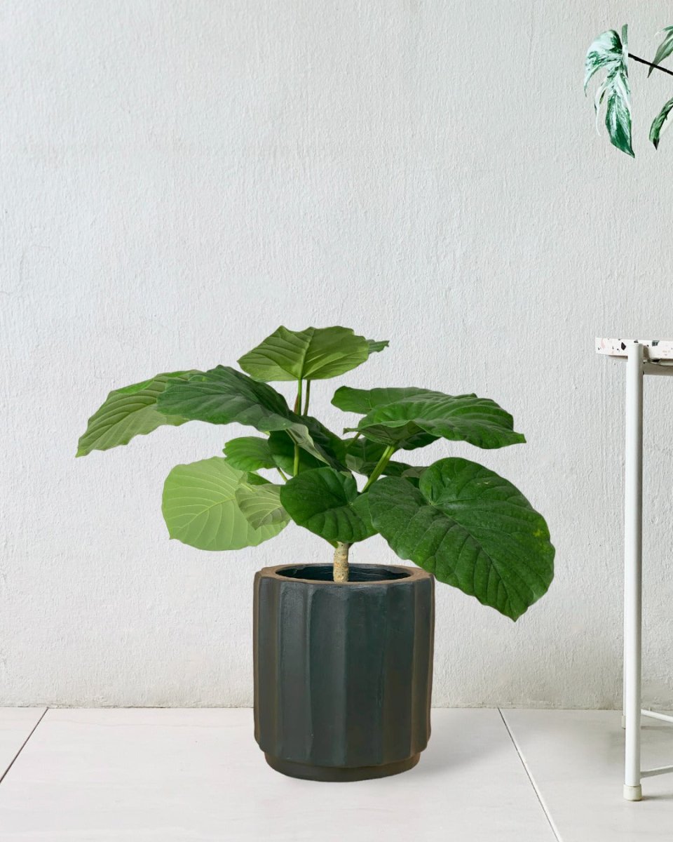 Ficus Umbellata Tree - 40cm - roman planter - forest green - Potted plant - Tumbleweed Plants - Online Plant Delivery Singapore