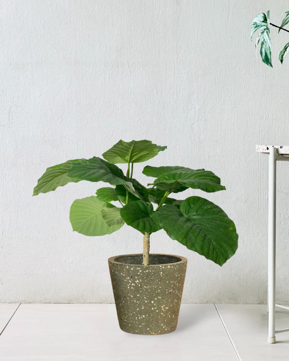 Ficus Umbellata Tree - 40cm - terrazzo pot - olive green - Potted plant - Tumbleweed Plants - Online Plant Delivery Singapore