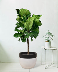Fiddle-leaf Fig - grey terrazzo pot - Potted plant - Tumbleweed Plants - Online Plant Delivery Singapore