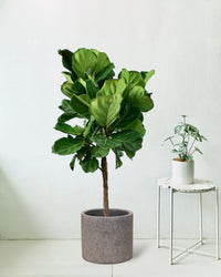 Fiddle-leaf Fig - grey terrazzo pot - Potted plant - Tumbleweed Plants - Online Plant Delivery Singapore