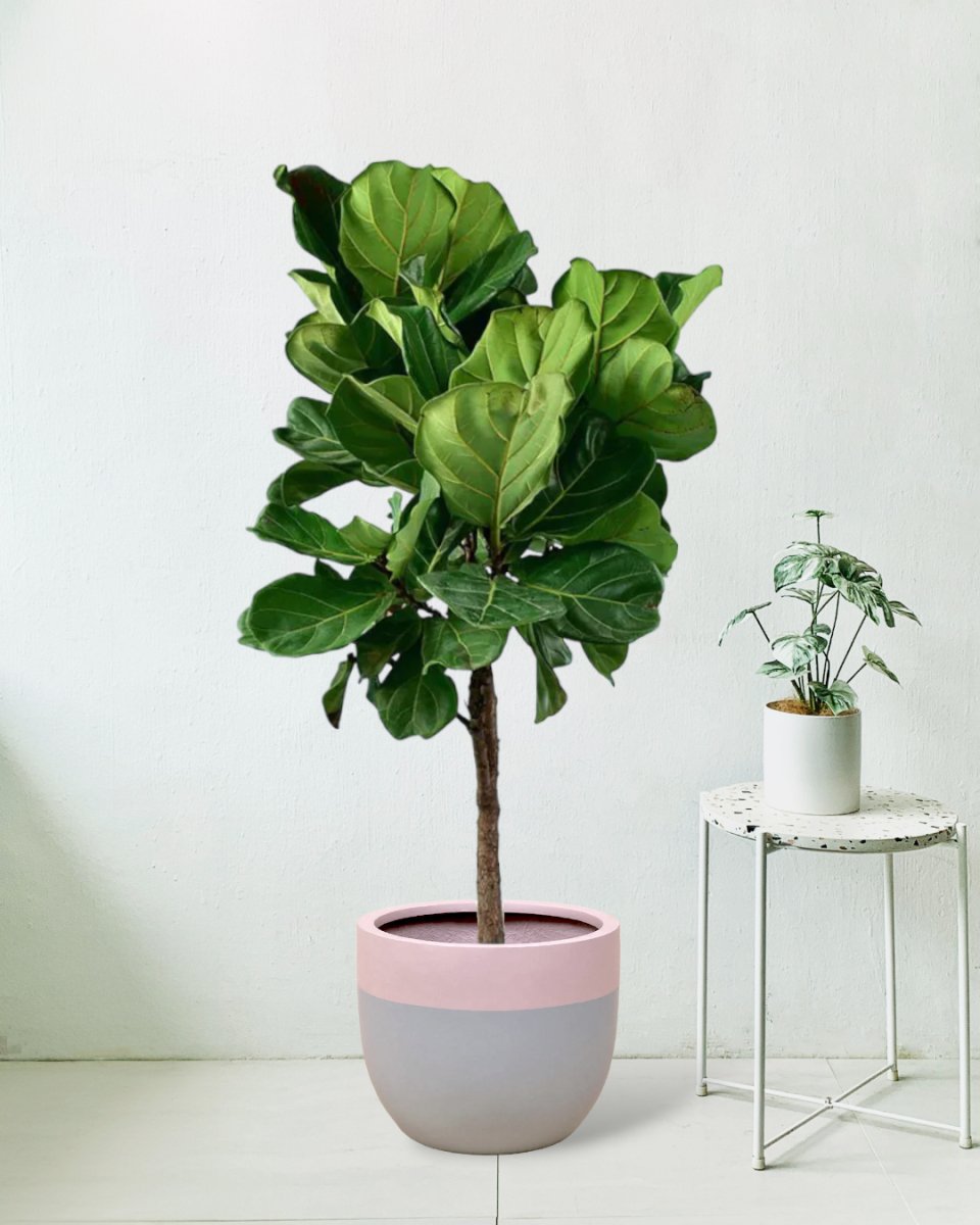 large resin planter - grey/pink