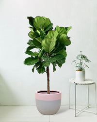 Fiddle-leaf Fig - large resin planter - grey/pink - Potted plant - Tumbleweed Plants - Online Plant Delivery Singapore