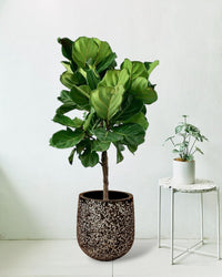 Fiddle-leaf Fig - tulip pot - black - Potted plant - Tumbleweed Plants - Online Plant Delivery Singapore