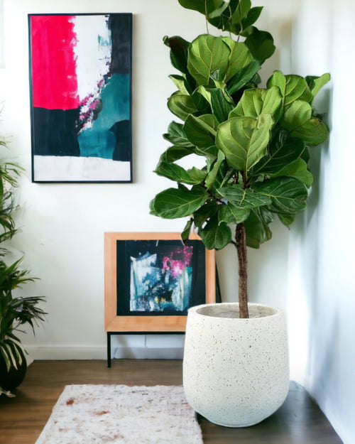 Fiddle-leaf Fig paired with tulip pot - white