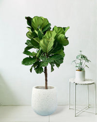 Fiddle-leaf Fig - tulip pot - white - Potted plant - Tumbleweed Plants - Online Plant Delivery Singapore