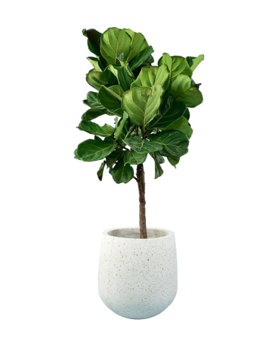 Fiddle-leaf Fig paired with tulip pot - white