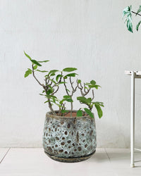 Fig Tree - brown moon pot - large with tray - Potted plant - Tumbleweed Plants - Online Plant Delivery Singapore