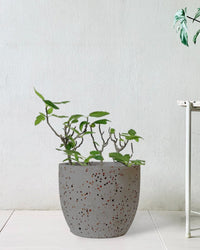 Fig Tree - large egg pot - grey - Potted plant - Tumbleweed Plants - Online Plant Delivery Singapore