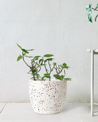 Fig Tree - large egg pot - white - Potted plant - Tumbleweed Plants - Online Plant Delivery Singapore