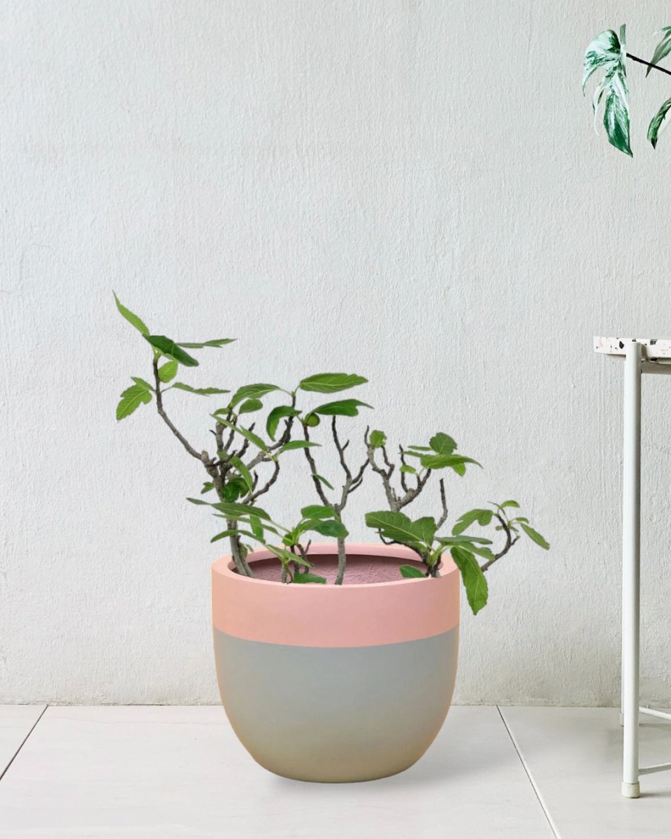 Fig Tree - large resin planters grey/pink - Potted plant - Tumbleweed Plants - Online Plant Delivery Singapore
