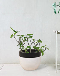 Fig Tree - large resin planters - white/black - Potted plant - Tumbleweed Plants - Online Plant Delivery Singapore