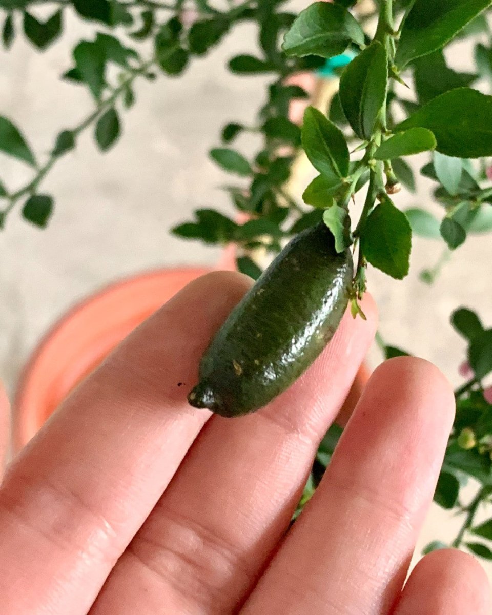 Finger Lime Tree (Australia) - grow pot - Potted plant - Tumbleweed Plants - Online Plant Delivery Singapore