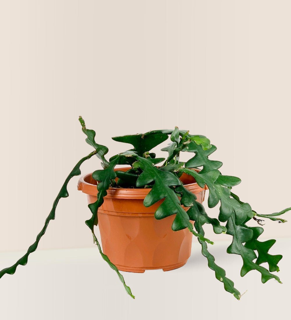 Fishbone cactus - grow pot - Potted plant - Tumbleweed Plants - Online Plant Delivery Singapore