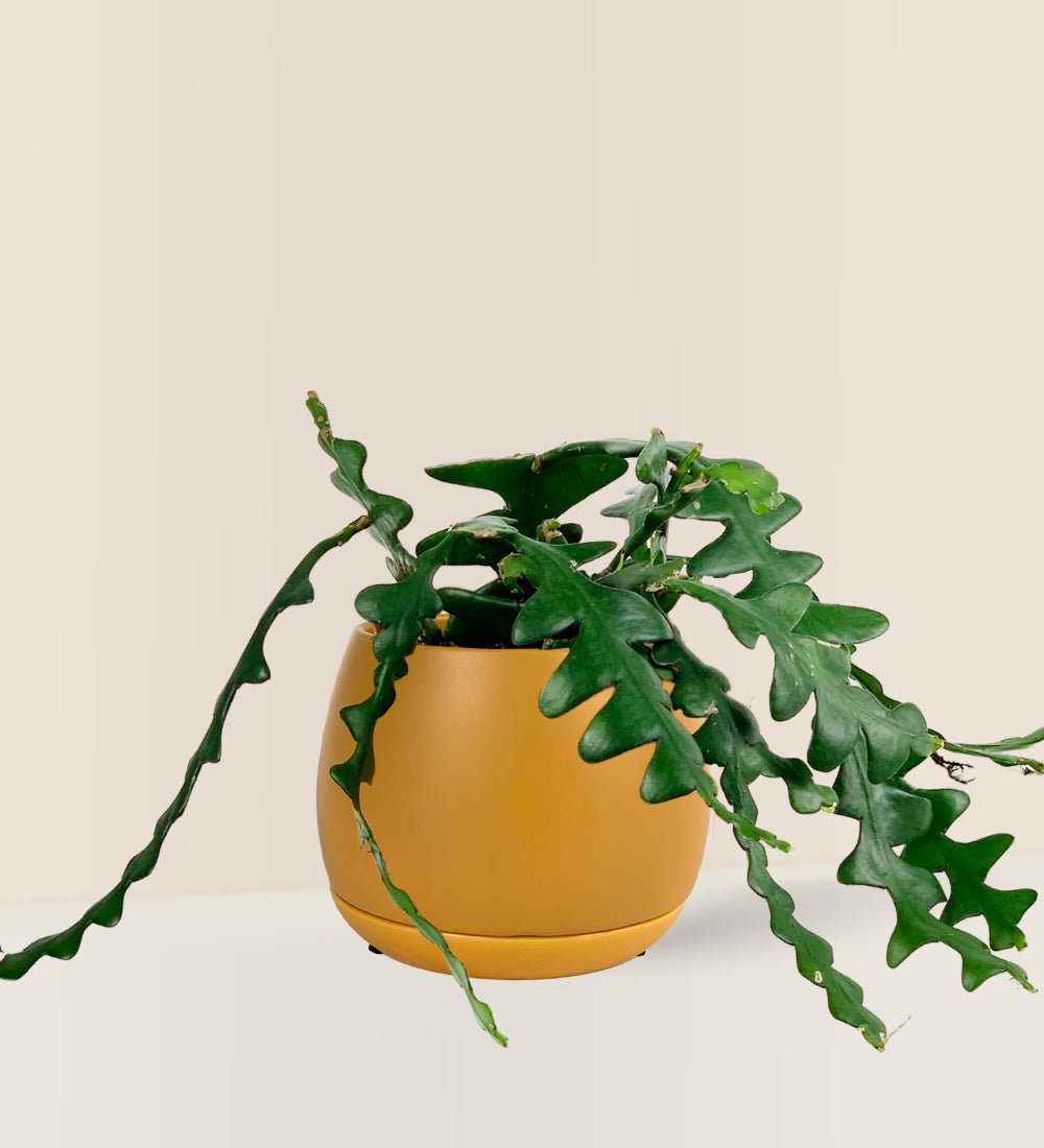 Fishbone cactus - large addie planter (mustard) - Potted plant - Tumbleweed Plants - Online Plant Delivery Singapore