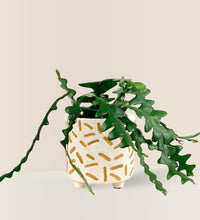 Fishbone cactus - matchstick planter - Potted plant - Tumbleweed Plants - Online Plant Delivery Singapore