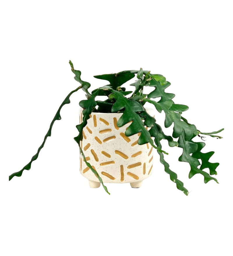 Fishbone cactus - matchstick planter - Potted plant - Tumbleweed Plants - Online Plant Delivery Singapore