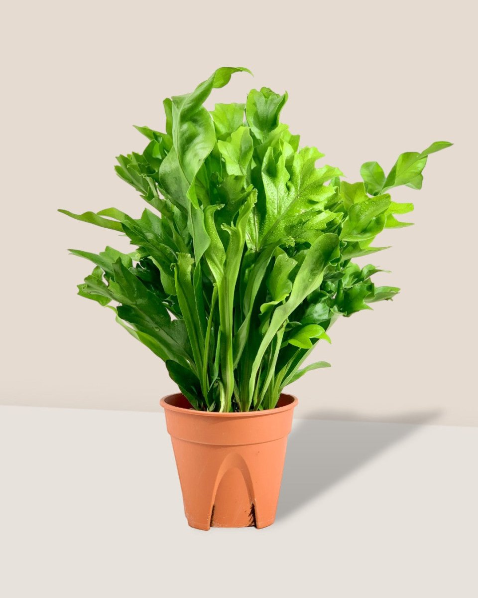 Fishtail Fern - grow pot - Potted plant - Tumbleweed Plants - Online Plant Delivery Singapore