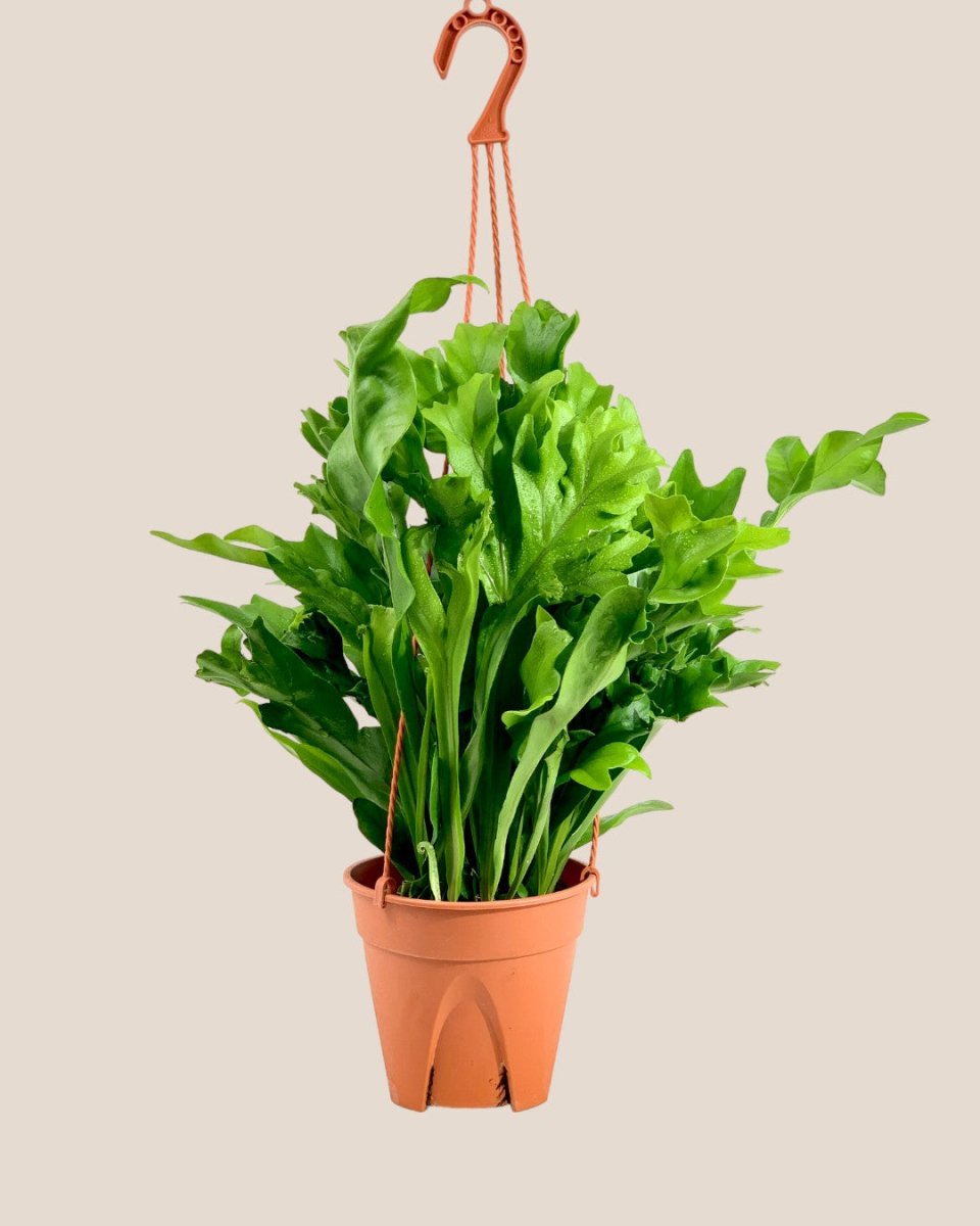 Fishtail Fern - grow pot - Potted plant - Tumbleweed Plants - Online Plant Delivery Singapore
