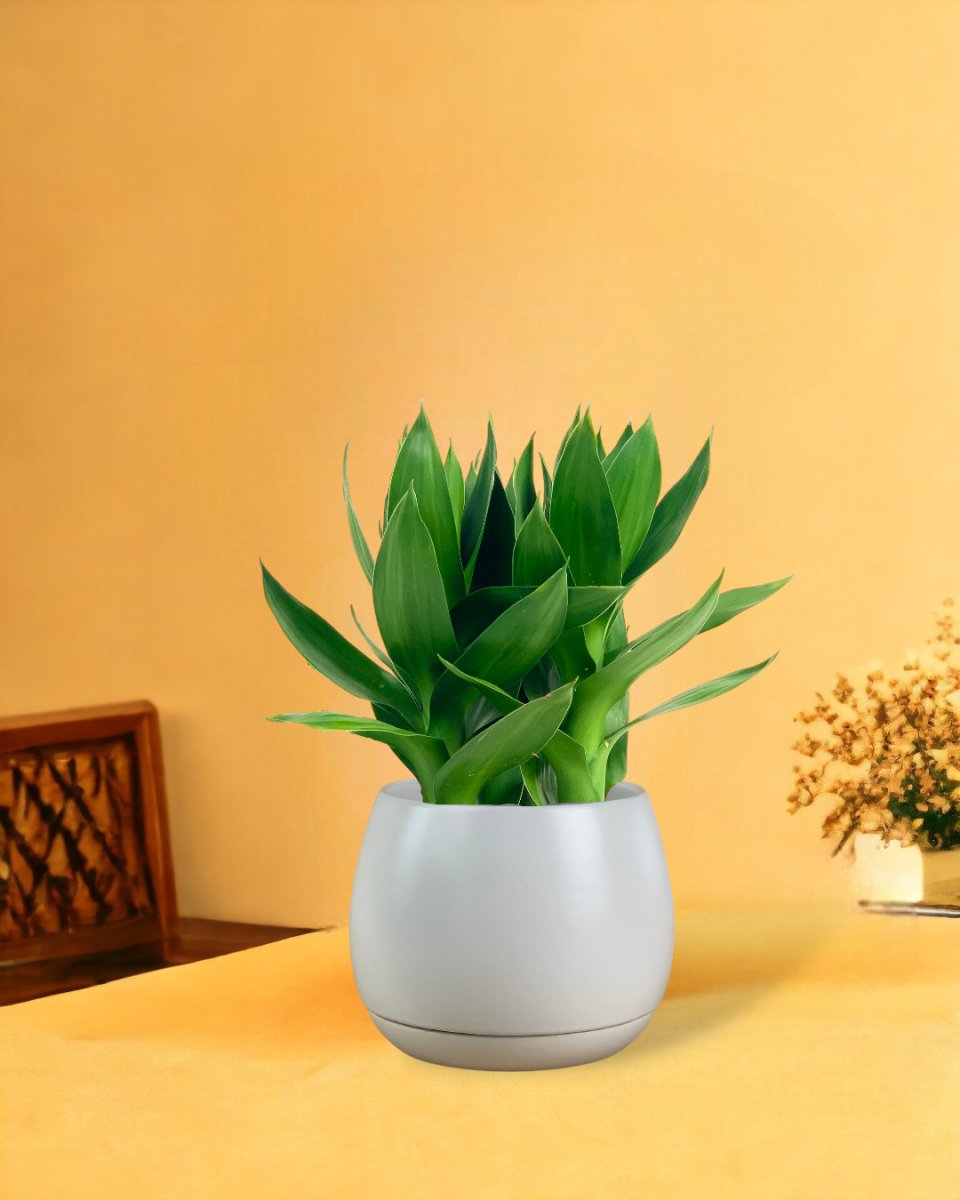 Fortune Lotus Bamboo - addie planter - white/large - Potted plant - Tumbleweed Plants - Online Plant Delivery Singapore