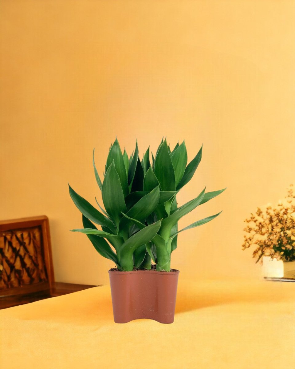 Fortune Lotus Bamboo - grow pot - Potted plant - Tumbleweed Plants - Online Plant Delivery Singapore