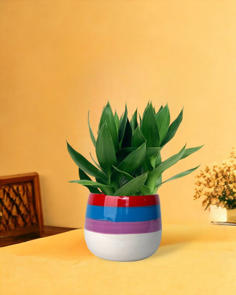 Fortune Lotus Bamboo - poppy color planter - rapunzel - Potted plant - Tumbleweed Plants - Online Plant Delivery Singapore