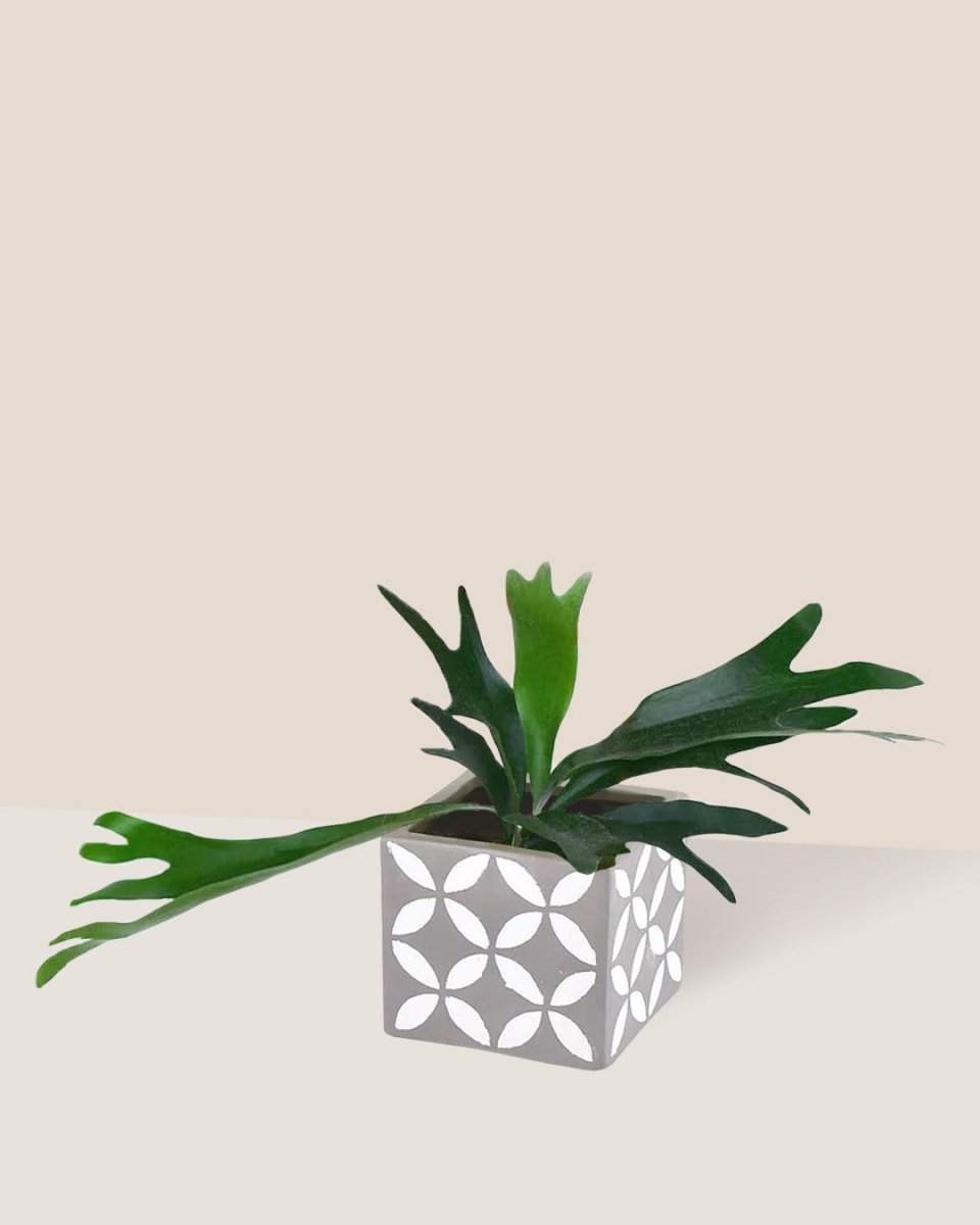 French Staghorn Fern - cement cube - Gifting plant - Tumbleweed Plants - Online Plant Delivery Singapore