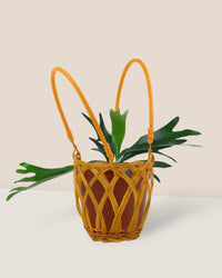 French Staghorn Fern - hanging basket - Gifting plant - Tumbleweed Plants - Online Plant Delivery Singapore