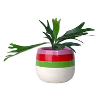 French Staghorn Fern