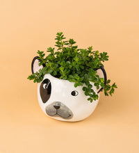 Frenchie Planter - Pot - Tumbleweed Plants - Online Plant Delivery Singapore