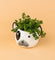 Frenchie Planter