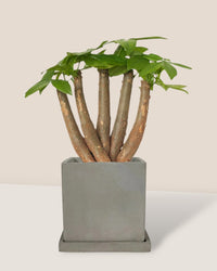 Full Bloom Money Tree - grow pot - Potted plant - Tumbleweed Plants - Online Plant Delivery Singapore