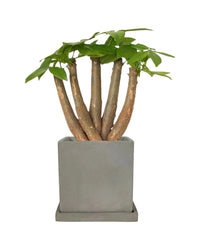 Full Bloom Money Tree - smoffy cement planter- square - Potted plant - Tumbleweed Plants - Online Plant Delivery Singapore