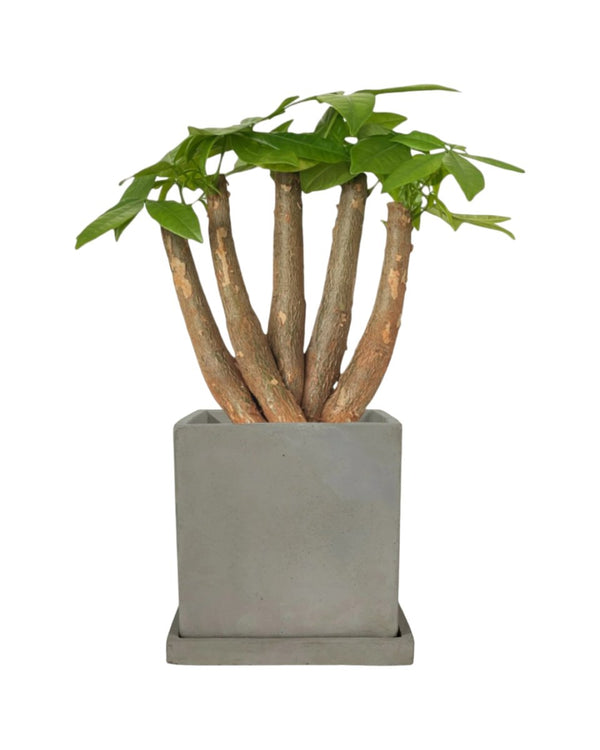 Full Bloom Money Tree - smoffy cement planter- square - Potted plant - Tumbleweed Plants - Online Plant Delivery Singapore