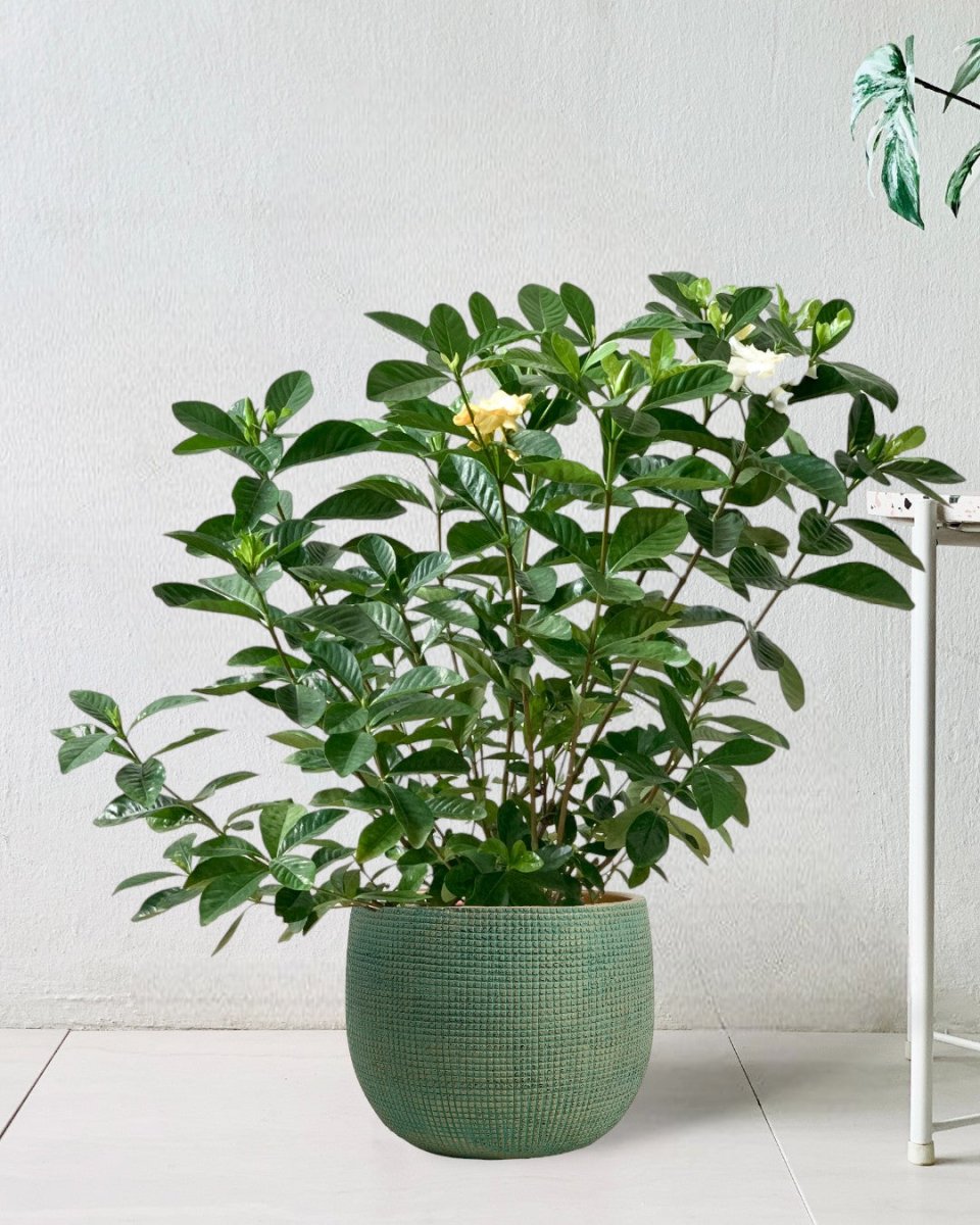 Gardenia Jasminoides - bauble planter - jade green - Potted plant - Tumbleweed Plants - Online Plant Delivery Singapore