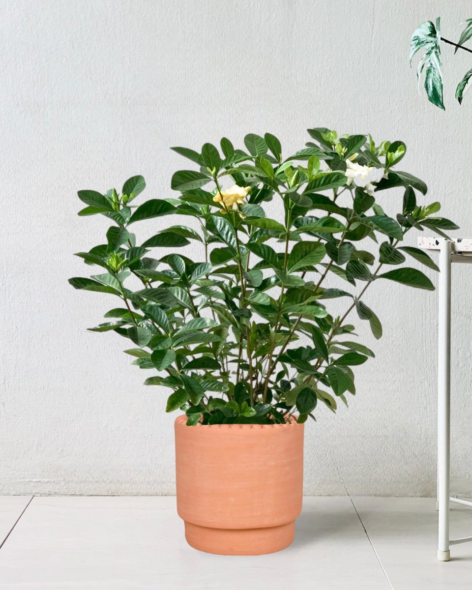 Gardenia Jasminoides - dotted rim terracotta pot - Potted plant - Tumbleweed Plants - Online Plant Delivery Singapore