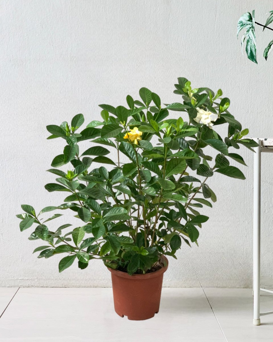 Gardenia Jasminoides - grow pot - Potted plant - Tumbleweed Plants - Online Plant Delivery Singapore