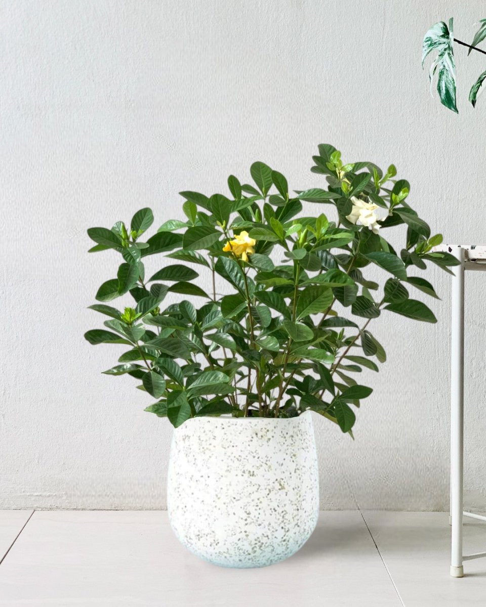 Gardenia Jasminoides - little tulip pots - white - Potted plant - Tumbleweed Plants - Online Plant Delivery Singapore